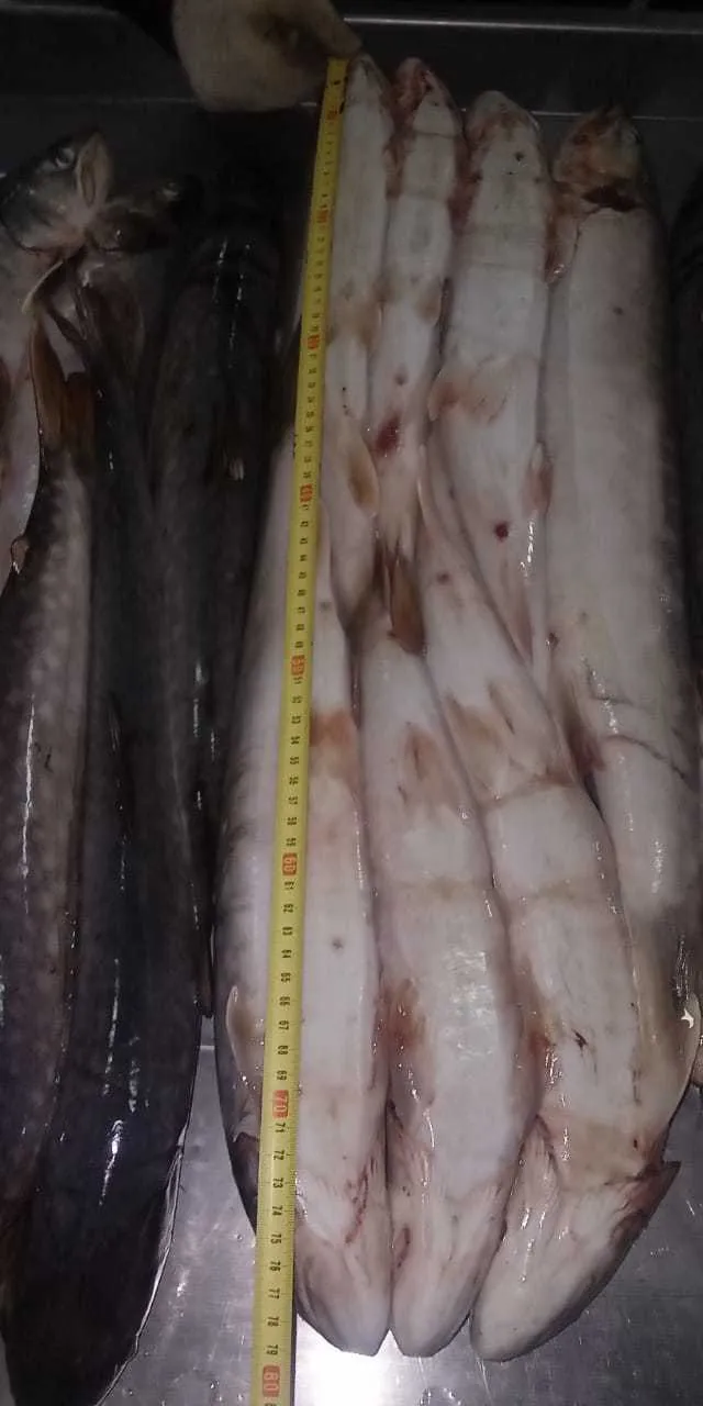 куджа 2021 Сахалинский лосось в Хабаровске 2
