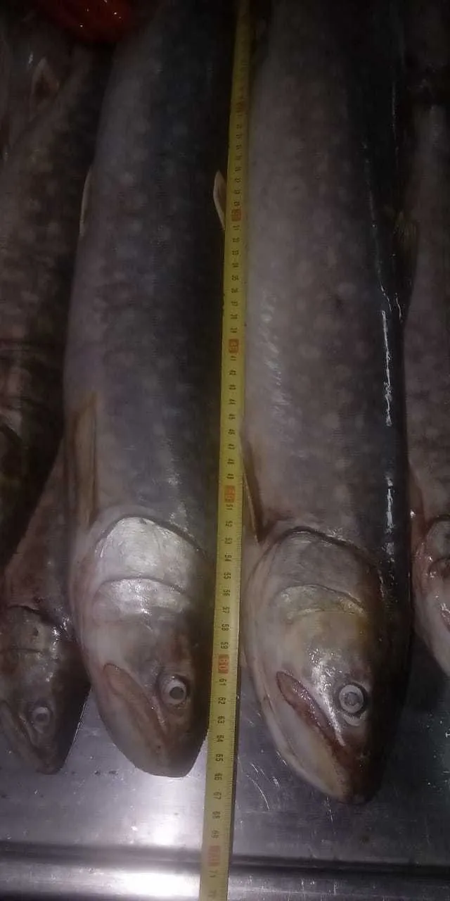 куджа 2021 Сахалинский лосось в Хабаровске 5