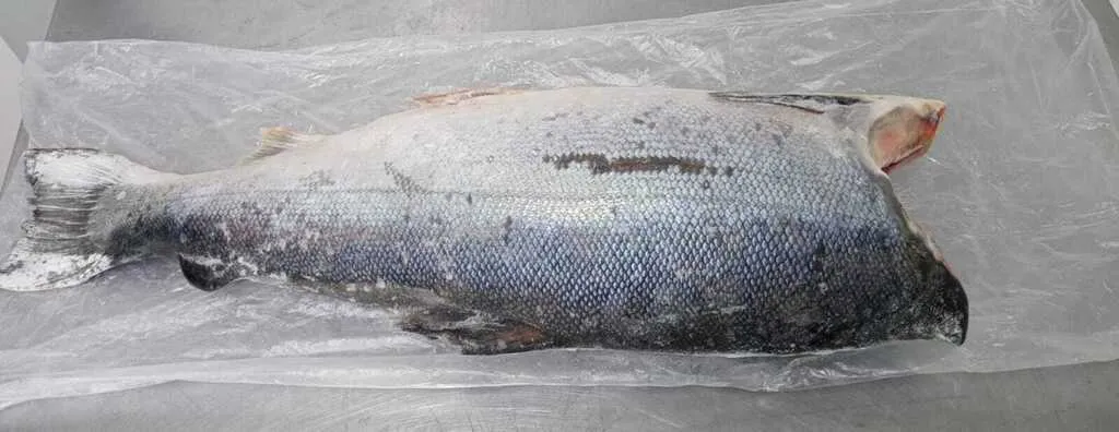 лосось атлантический без головы  в Хабаровске
