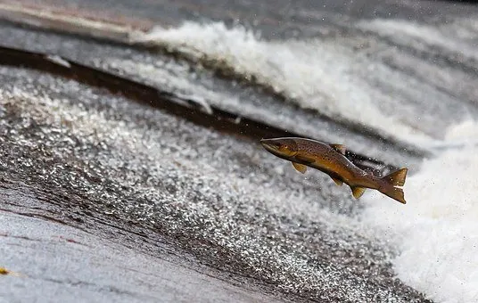 В Хабаровском крае после провальной путины обсудили запрет на лов лососей
