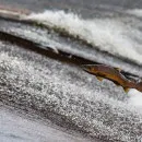 Поможет ли запрет на вылов вернуть лосось в Амур