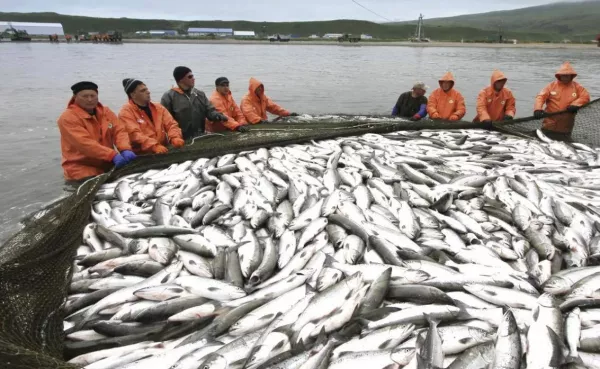 В Хабаровске обсудили проект стратегии промысла тихоокеанских лососей в 2023 году