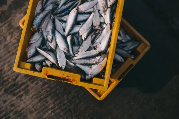 В Хабаровском крае отмечается рост экспортных поставок рыбной продукции