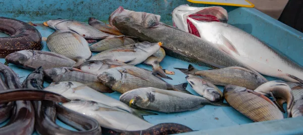 С начала года увеличился экспорт рыбопродукции из Хабаровского края в страны АТР