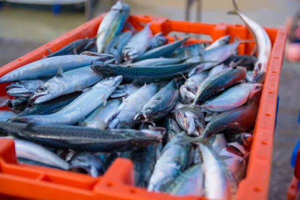 С начала года увеличился экспорт рыбопродукции из Хабаровского края, Еврейской автономной и Магаданской областей в страны АТР