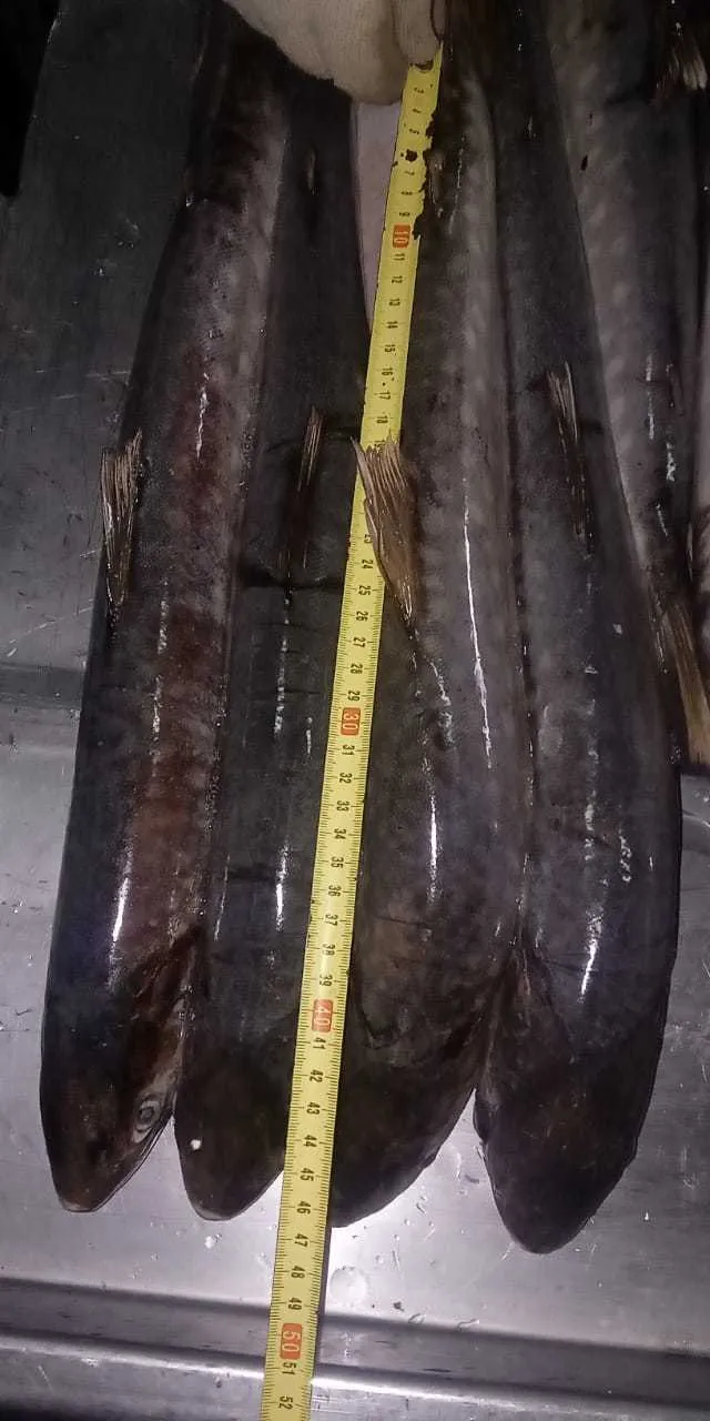 фотография продукта Куджа 2021 Сахалинский лосось