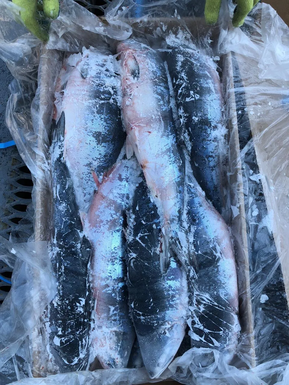 фотография продукта Северокурильская и Камчатская рыба