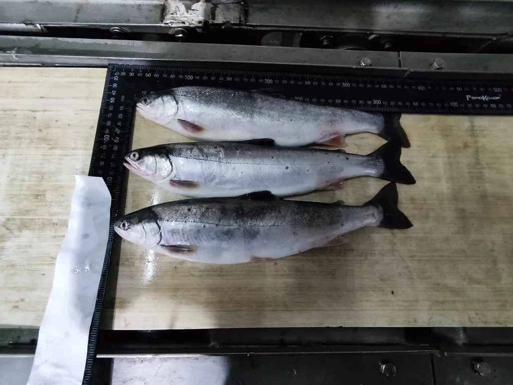 фотография продукта Рыба охотского моря